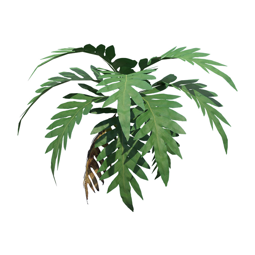 Drynaria spp. - Oakleaf Fern 02